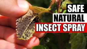 DIY Natural Aphid And Insect Spray