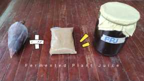 Puso ng Saging + Brown Sugar = Fermented Plant Juice (FPJ)