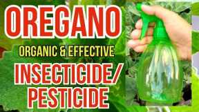 Easiest To Make Organic Insecticide | How To Make Oregano Spray | #EffectiveInsecticide/Pesticide