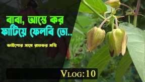 Natural Vlog - 10 || Plants & flower review || Indian Heliotrope || Abroma Augustum || Nipa's Vlog