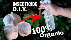Effective DIY GARLIC SPRAY for Plants o BAWANG | Organic Insecticide