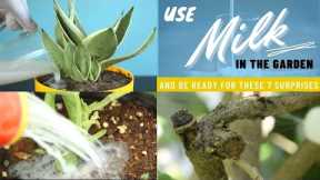 Use Milk In The Garden And Be Ready For These 8 Surprises | Milk Uses