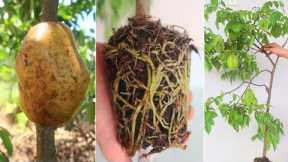 How to air layering starfruit tree with potatoes for fast rooting | natural hormones