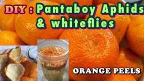 ORANGE PEEL FERTILIZER & PESTICIDE| Pantaboy whiteflies and aphids( with Eng Subtitle)| DIY