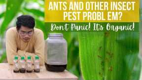 DIY | How to Make a Natural Insect Attractant | Living with Plants