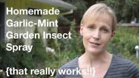 Homemade Garlic-Mint Garden Insect Spray {that really works!!} - AnOregonCottage.com