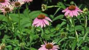 INCORPORATING NATIVE PLANTS INTO YOUR GARDEN