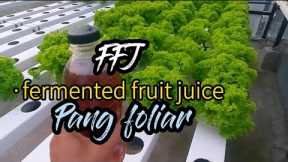 Fermented Fruit Juice ( FFJ ) pang foliar.