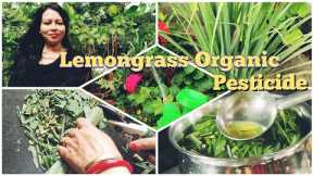 Insect Control Organic Pesticides | Make  Lemongrass Organic Pesticides  At Home |