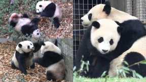 Animated action sequence play bout with boxing, rolling, scary bears Mei & Qi Ji! 💫🐾🐼💕💥
