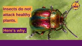 Why insects do not (and cannot) attack healthy plants | Dr. Thomas Dykstra | Regenerative Ag