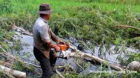 Nothing Can Stop This Chainsaw! STIHL Chainsaw Cutting Tree In Water Conditions