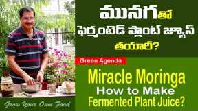Miracle Moringa-How to Make Fermented Plant Juice