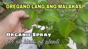 Making Powerful Oregano Spray for Plants/ Natural Insecticide, Fungicide