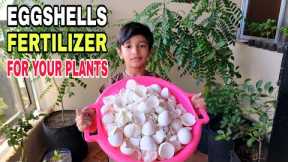 Eggshells Natural Fertilizer For Any Type  of Plants | Homemade Free Organic Insecticide Fertilizer
