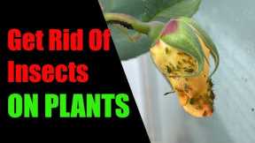 Natural pesticide | A Natural And Definitive Solution To Insects (100% Effective)