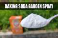 Baking Soda Pesticide and Fungicide