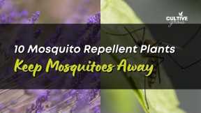 10 Popular Mosquito Repellent Plants - Keep Mosquitoes Away!