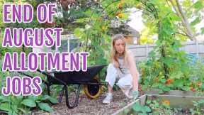 END OF AUGUST ALLOTMENT JOBS / ALLOTMENT GARDENING FOR BEGINNERS