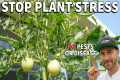 How To Boost Plants NATURAL DEFENSES