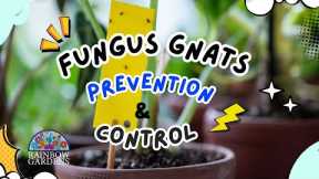 Preventing and Controlling Fungus Gnats