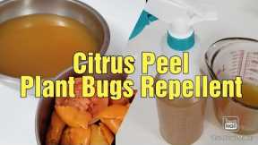 Homemade Ants & Aphids Repellent || Plant Bugs Spray