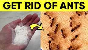 A Natural Way to Get Rid of Ants in House Permanently (In 1 Minute)