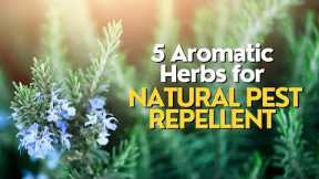 Top 5 Aromatic Herbs for Natural Pest Repellent