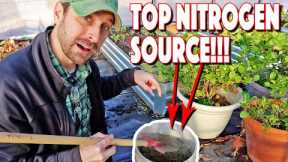Free Organic Nitrogen Sources For Plants And Garden! Our Top 10!