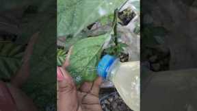 How to make natural and free pesticide for any plants 🌿.Diy pesticide . Homemade insect repellent