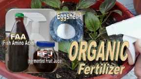 Organic Fertilizer / Fermented fruit juice / Fish amino acid #organicgardening #fertilizer