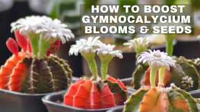 DIY | How to Boost Cacti Blooms for Healthier Seeds | Fermented Fruit Juice | Living with Plants