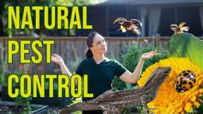 Natural Pest Control Methods for the Garden - Keep Bugs From Ruining Your Harvest Without Pesticides