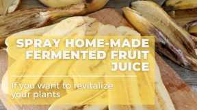 17. If You Want to Revitalize your Plants, Spray Home-Made Fermented Fruit Juice!