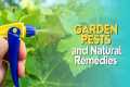 Garden Pests and Natural Remedies