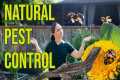 Natural Pest Control Methods for the