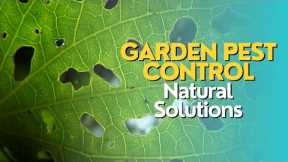 Garden Pest Control: Natural Solutions