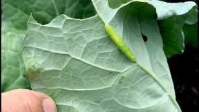Organic Insect Control Pt. 1: Aphids, Cabbage Worms and Leafminers - (2024) #9