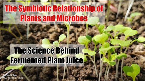 Plants and Microbes and the Science Behind Fermented Plant Juice