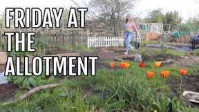 A FRIDAY ON THE ALLOTMENT PLOT / ALLOTMENT GARDENING FOR BEGINNERS