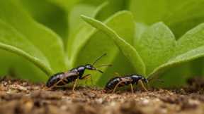 Organic Pest Control: Safe for Your Plants, Deadly for Pests