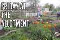 A FRIDAY ON THE ALLOTMENT PLOT /