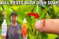 How To Kill Insects INSTANTLY With