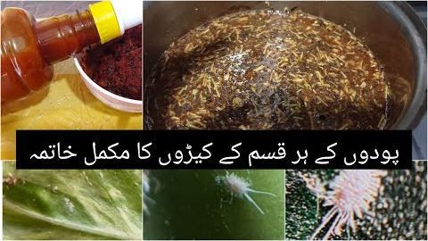 Diy organic pesticide for plants/homemade natural instincts spray for all kind of plants insects