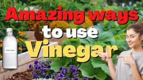 10 Amazing Ways to Use Vinegar in your garden plants | What happens to plants when you add vinegar