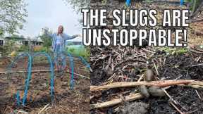 THE SLUGS ARE UNSTOPPABLE THIS YEAR! / ALLOTMENT GARDENING FOR BEGINNERS
