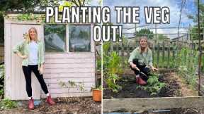 THE TOMATOES ARE OUT! / ALLOTMENT GARDENING FOR BEGINNERS
