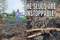 THE SLUGS ARE UNSTOPPABLE THIS YEAR!