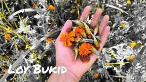 Organic MARIGOLD FLOWER natural insect repellent—simple permaculture gardening!