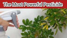 DIY Pesticide | The Most Powerful Organic Pesticide - Homemade Natural Pesticide For Plants